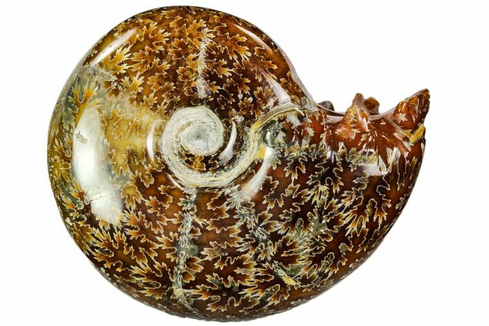 Polished, Agatized Ammonite (Cleoniceras) - Madagascar #110524